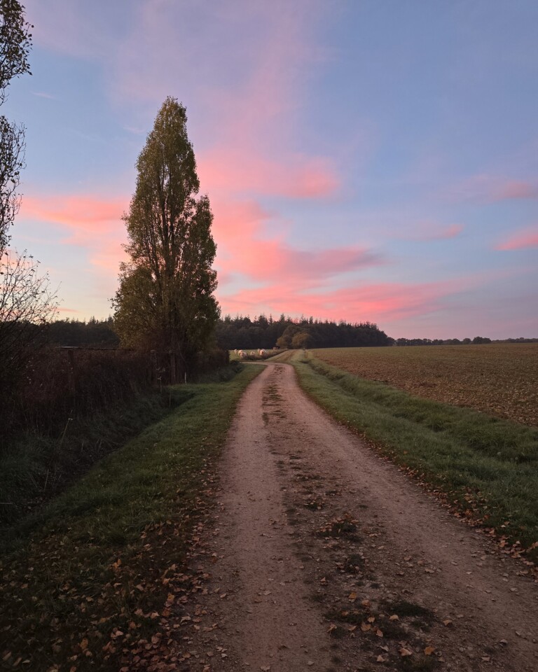 Forêt de Grasla : sur les pas de Charette